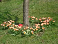 kirschbaumtulpen (3).webp