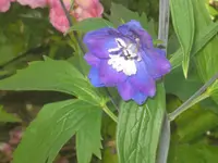 006.webp