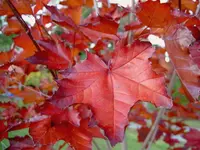 Herbst 314.webp