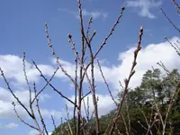 Fruehling 2009 887 v.webp