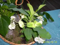 DSCI0688.webp