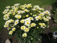 Leucanthemum x superbum Broadway Lights.webp