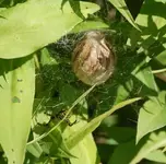 spinne1.webp