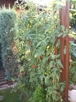 Garten 09.09 001.webp