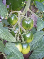 Garten 09.09 002.webp