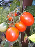 Garten 09.09 003.webp