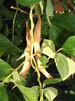 Garten 09.09 004.webp