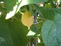 Garten 09.09 005.webp