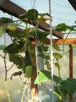 Garten 09.09 007.webp