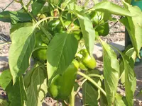 Garten 09.09 008.webp