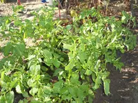 Garten 09.09 009.webp