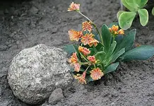 Steinpflanze.webp