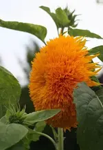 gefüllte Sonnenblume2.webp