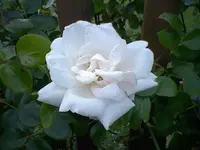 Rose New Dawn.webp
