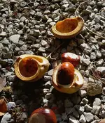 Herbst 017 a.webp
