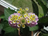 Lantane aus Samen.webp