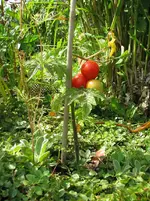 Tomate zu klein.webp