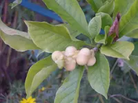 2009  Garten - 8 - 173.webp