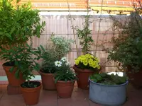 Garten September09 020.webp