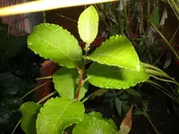 Garten September09 023.webp