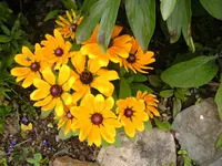 garten4 007.webp