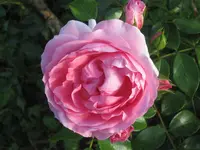001.webp