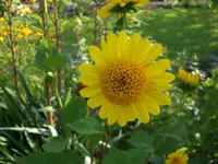 Garten September09 014.webp