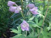 Garten September09 015.webp