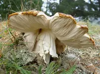 Pilz v.webp