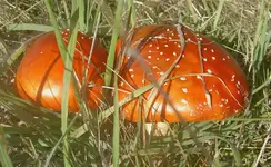 Fliegenpilze v.webp