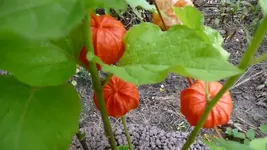 K800_Lampionblume.webp