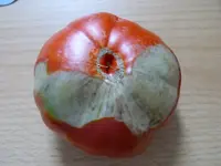 tomate.webp