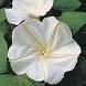 ipomoea alba.jpeg