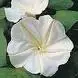 ipomoea alba.webp