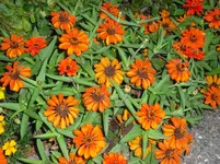 02.09.2009 003.webp