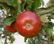 Apfel v.webp