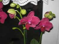 003.webp