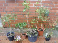 Blumen 088.webp