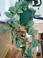 DSC00129.webp