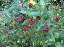 S4300018.webp
