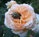 S4300006.webp