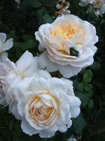 S4300013.webp