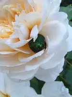 S4300014.webp