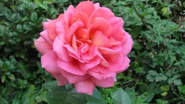 006.webp