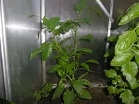 P1010323.webp