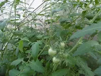 P1010320.webp