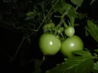 P1010319.webp