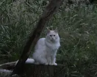 Katze 00.webp