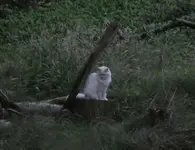 Katze 01.webp