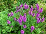 Stachys monnieri hummelo Garten-Ziest.JPG